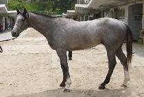 �������� (GUREUM WANGJA) ����