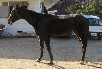 ���������� ����