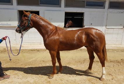 ����Ǯ��ī�� ����