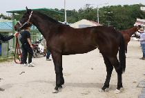 ����Ǯ��׽� (WONDERFUL HENNESSY) ����