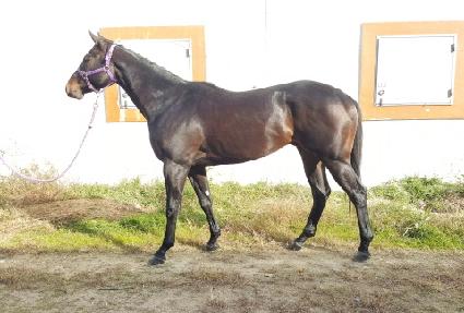 ��ġ����Ǯ ����