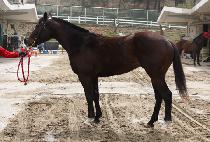 ������� (JEONGMUN SARANG) ����