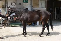 �̽���ķ�� (MR. CAMP) ����