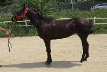 �������Ʈ (FEATHER LIGHT) ����