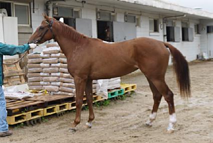 ����Ƽ�� ����