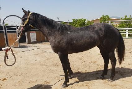 ����¯ ����