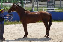 ķ�θŴϾ� (CAMPING MANIA) ����