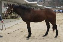 �������ٽ� (DOUBLE DUNDAS) ����