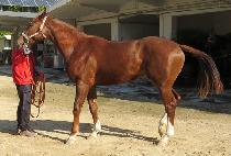 ǰ (SIMJANGUI GODONG) 