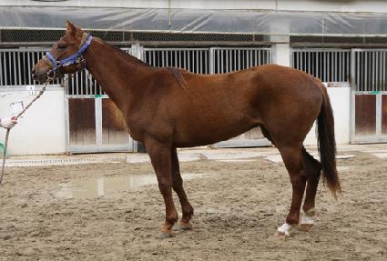 �����Ʈ�� ����