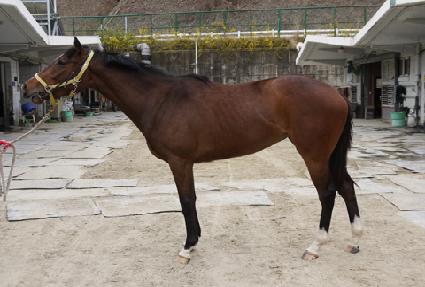 ����������� ����