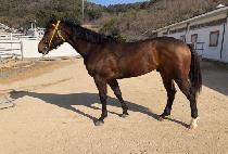 FLYING DANCER picture