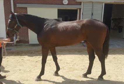 ���̾�è�Ǿ� ����