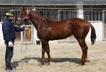 Ʈ���̼��� (TRI THUNDER) ����