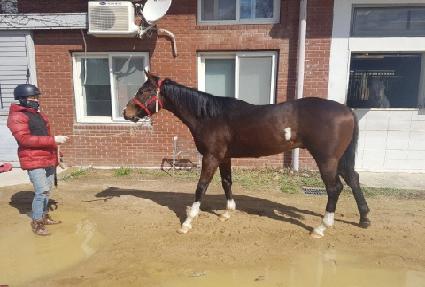 �����̱۷θ� ����