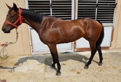 �������̾� ����