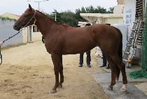 ����Ǯ�� (GABO PULL QUEEN) ����