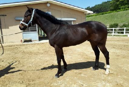 �����߷� ����