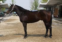 Ǯö (WONDERFUL FLY) 