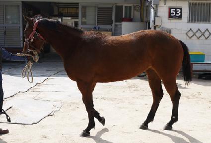 �������� ����