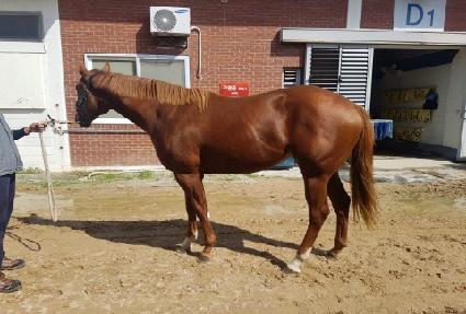 ���������� ����