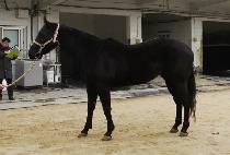 ŷ�� (KING SON) ����