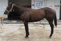 �÷����� (COLORS WING) ����