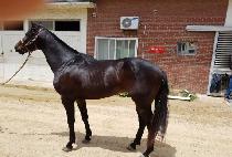 õ�������Ҹ� (CHEONNYEONUIJONGSO) ����