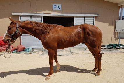 ���뽺���� ����