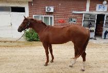 ���̳����� (FINAL WIND) ����