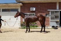 ����ŷ (TEMPLE KING) ����