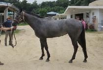 ������Ÿ�� (WINNER FANTASY) ����