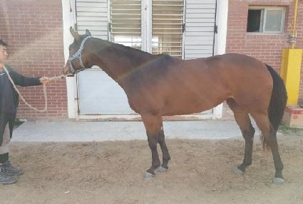 ������ ����