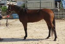 û�����̾� (CHEONGSU BIG EAR) ����