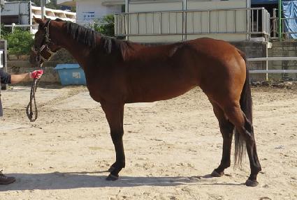 û�����̾� ����