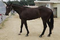 �����Լ� (BULPAEHAMSEONG) ����