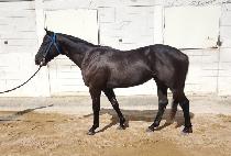 ����Ÿ (BORNE MATTA) ����