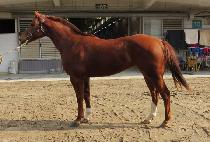 ���̾ƽ��� (DIA STORM) ����