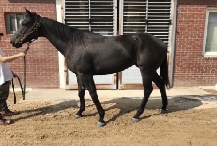 ���̳ν�ī�� ����