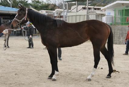 �ٶ��ǼҸ� ����