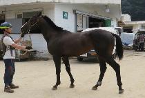 �������� (SEMYEONG STORM) ����