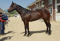 �����帱�� (REWARD LILY) ����