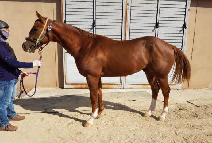 ���������� ����