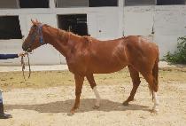 Ÿ��Ʋ�ڵ� (TITLE CODE) ����