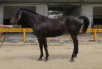 �巡�ﺸƮ (DRAGON BOAT) ����