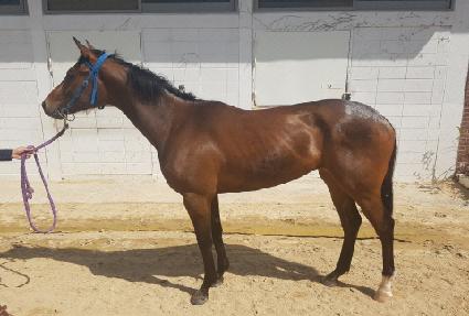 ���������� ����