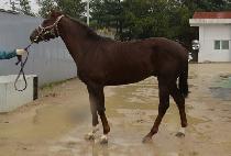 ������� (SEOUL MAGIC) ����