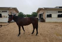 �����¡è�� (AMAZING CHAMP) ����