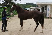 �ö����ֳ� (FLYING JUNO) ����