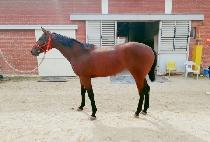 ������� (SINHEUNG JANGSU) ����